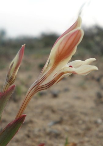 Lapeirousia fabricii floral zones
